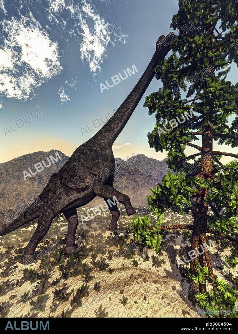 Brachiosaurus dinosaur grazing on a Wollemia pine tree.