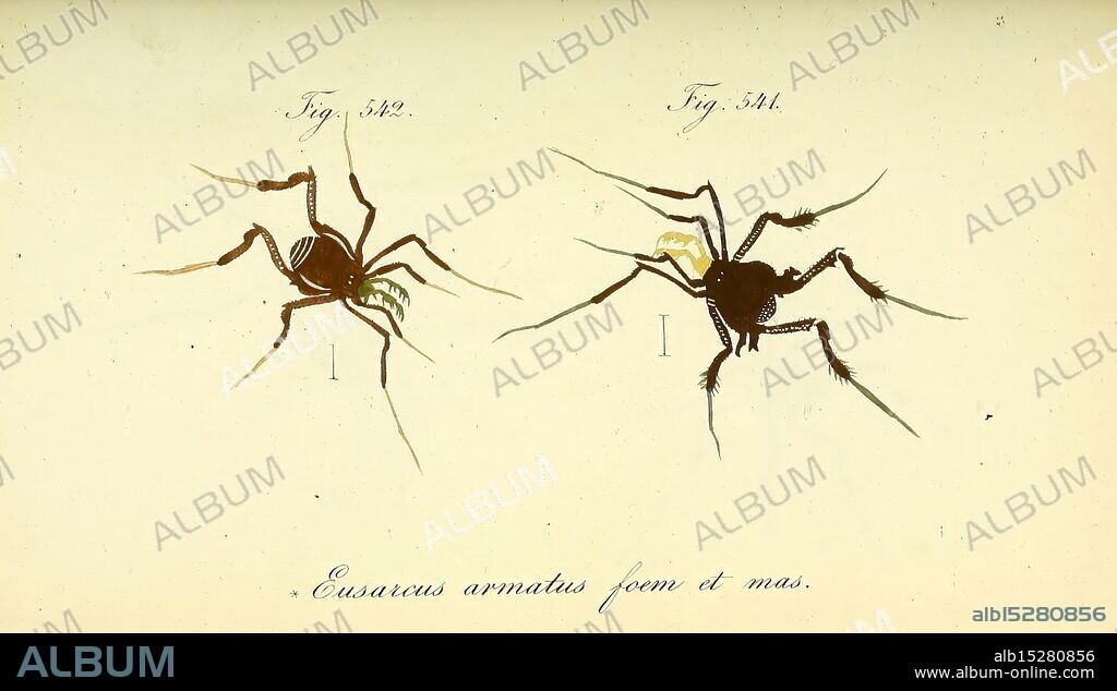 Die Arachniden Nürnberg In der C. H. Zeh'schen Buchhandlung 1831-1848 Arthropoda Arachnida Arthropod, The illustration showcases two distinct spider species from the genus Coastralum, each meticulously detailed. The top specimen, labeled as Figure 261, features a prominent body shape with long, delicate legs and intricately segmented features, emphasizing its unique characteristics. The bottom specimen, Figure 252, is similarly designed but exhibits variations in coloration and leg structure, suggesting adaptations to its environment. Each figure is accompanied by precise notations, highlighting the scientific study of arachnids and their diverse forms. This artwork reflects the careful observation and documentation of natural history in the realm of entomology.