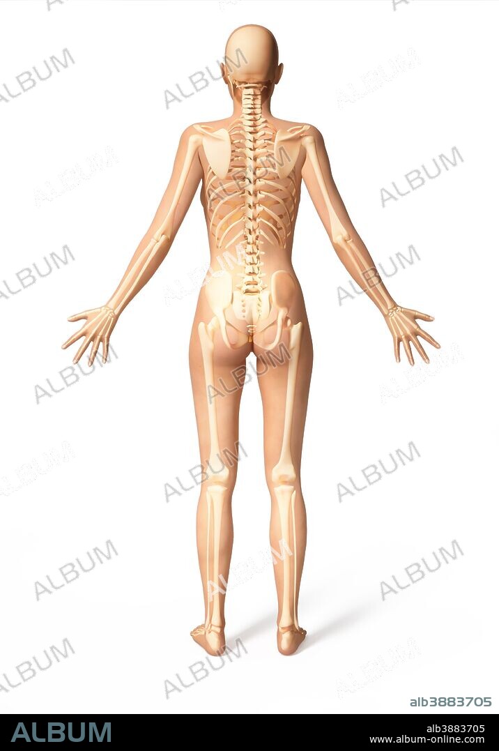 3D rendering of a naked female standing, with skeletal bones superimposed, posterior view.