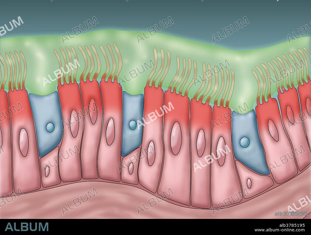 Medical illustration depicting cilia and mucus. The rhythmic back and forth movement of the cilia move mucus and trapped particles, such as bacteria and viruses, out of the sinuses.