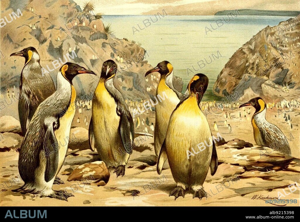 Bird, Pachydyptes ponderosus, also called New Zealand giant penguin, fossil representative of the penguins (Sphenisciformes), Historical, digitally restored reproduction from a 19th century original.
