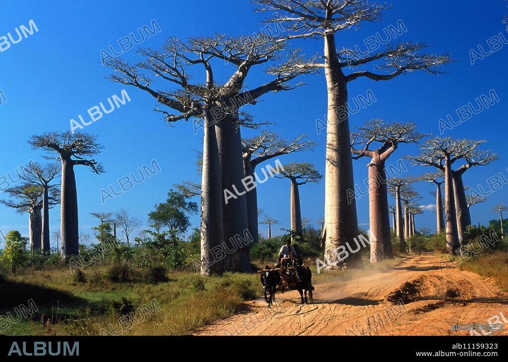 Baobabs (Andansonia grandidieri ), Morondova, Southern Madagascar, Africa.