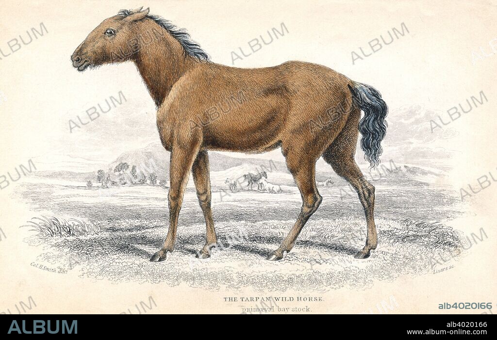 Tarpan, 1830. The Tarpan was a small European wild horse, dun-coloured with a dark mane and tail. Small herds survived in remote parts of central Europe, but became extinct in the early 20th century. From William Jardine's Naturalist's Library series. (Edinburgh, 1830).