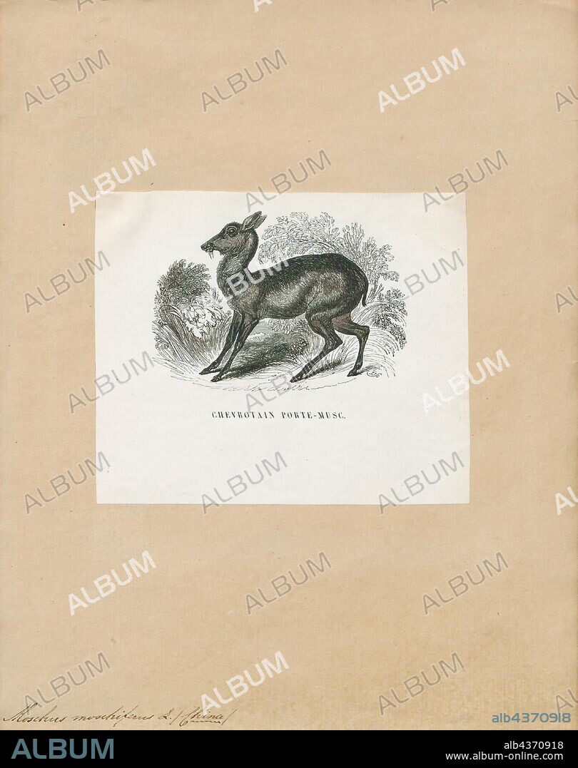 Moschus moschiferus, Print, The Siberian musk deer (Moschus moschiferus) is a musk deer found in the mountain forests of Northeast Asia. It is most common in the taiga of southern Siberia, but is also found in parts of Mongolia, Inner Mongolia, Manchuria and the Korean peninsula., 1700-1880.