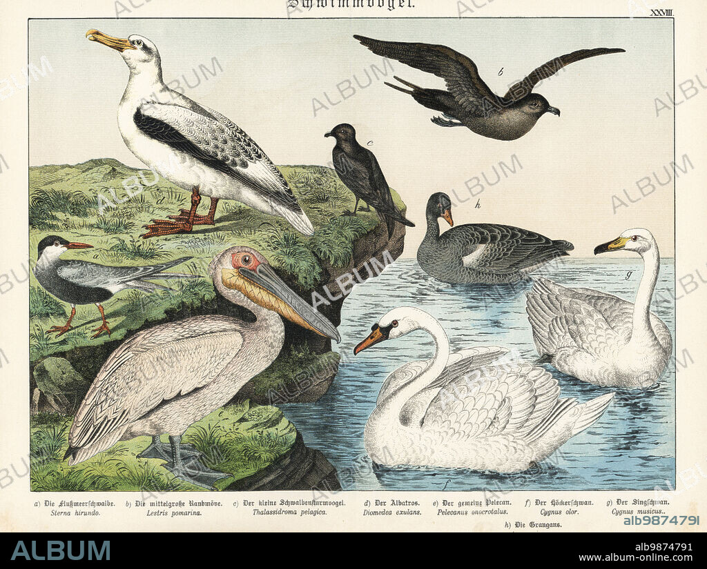 Tern, Sterna hirundo a, pomarine jaeger, Stercorarius pomarinus b, storm-petrel, Hydrobates pelagicus c, wandering albatross, Diomedea exulans d, great white pelican, Pelecanus onocrotalus e, mute swan, Cygnus olor f, whooper swan, Cygnus cygnus g, and greylag goose, Anser anser h. Chromolithograph from Gotthilf Heinrich von Schubert's Natural History of the Animal Realms (Naturgeschichte des Tierreichs), Schreiber, Munich, 1886.