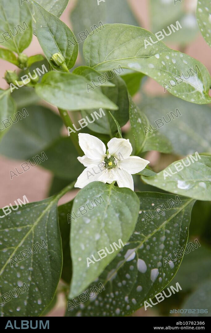 Gernika pepper flower, Neiker Tecnalia, Instituto de Investigación y Desarrollo Agrario, Derio, Bizkaia, Euskadi.
