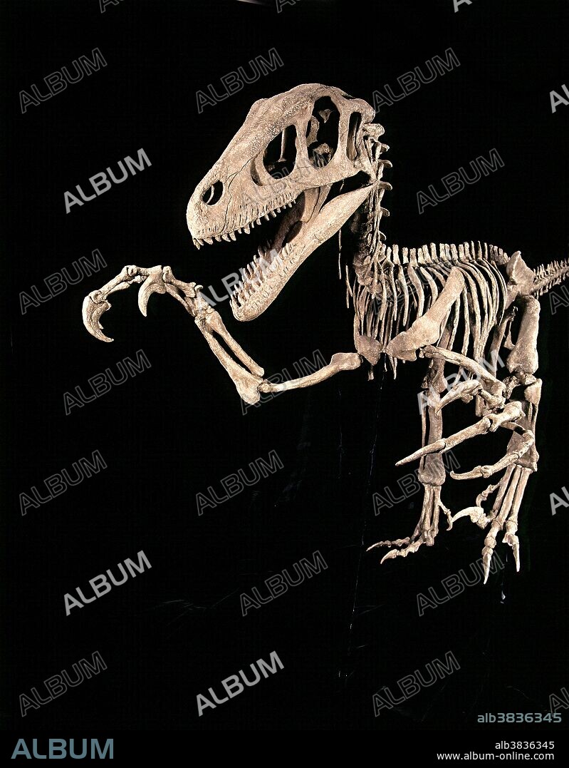 Utahraptor, a theropod dinosaur found in Lower Cretaceous rocks in Utah, USA. Specimen: Collections College of Eastern Utah Prehistoric Museum, Price, Utah, USA.