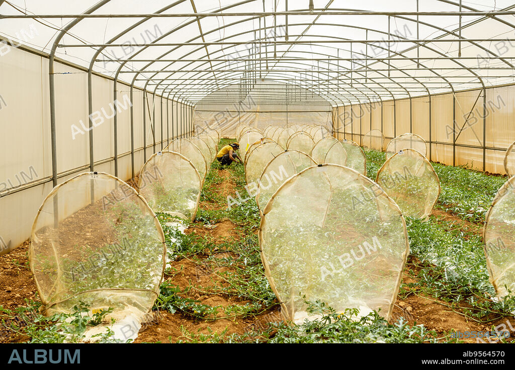 greenhouses for transgenic plants, Hort Seed Mediterranea, Llucmajor, Majorca, Balearic Islands, Spain.