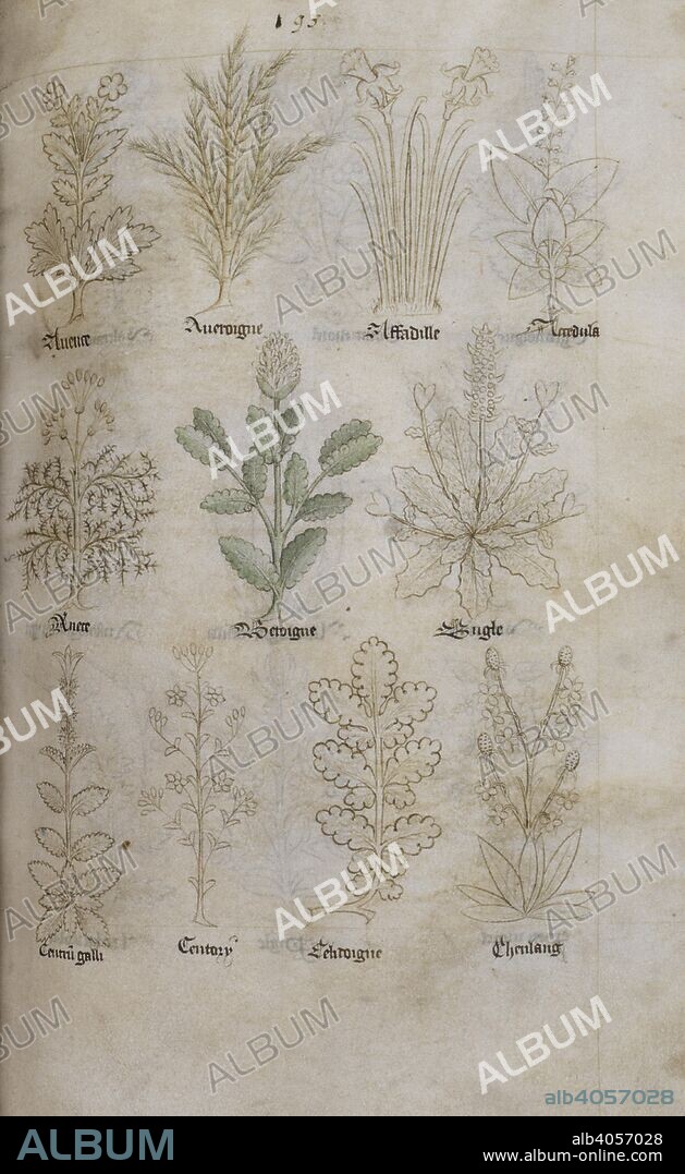 Illustrations of English herbs. Avence [wood avens or herb bennet]; averoigne [southern-wood]; affadille [daffodil]; accedula [sour-dock or crowfoot]; anece [dill]; betoigne [betony]; bugle [bugle]; centrum galli [cock's spur or clary]; centory [centaury]; celidoigne [greater celandine or swallow-wort]; cheulland [swine's cress?]. England; early 15th century. Source: Add. 29301, f.51. Language: English and Latin.