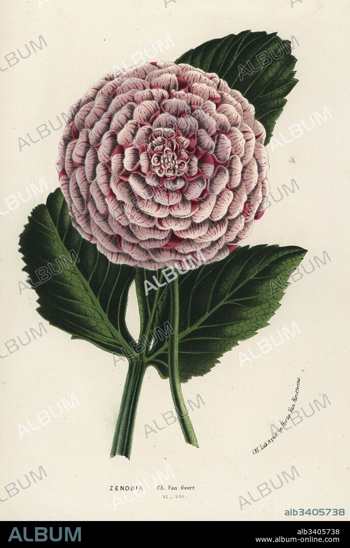 Zenobia dahlia hybrid, Dahlia coccinea. Handcoloured lithograph from Louis van Houtte and Charles Lemaire's Flowers of the Gardens and Hothouses of Europe, Flore des Serres et des Jardins de l'Europe, Ghent, Belgium, 1867-1868.