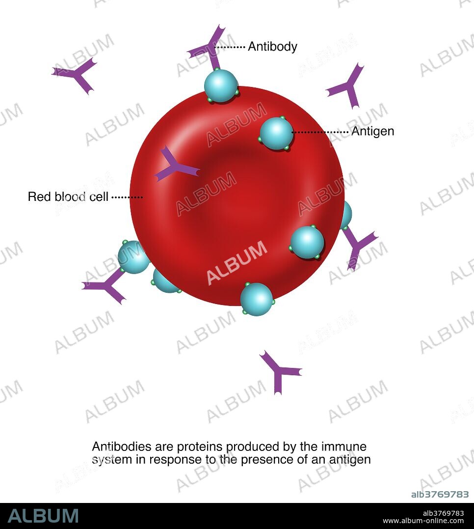 Illustration of antibodies and antigens. Antibodies are proteins produced by the immune system in response to the presence of an antigen.