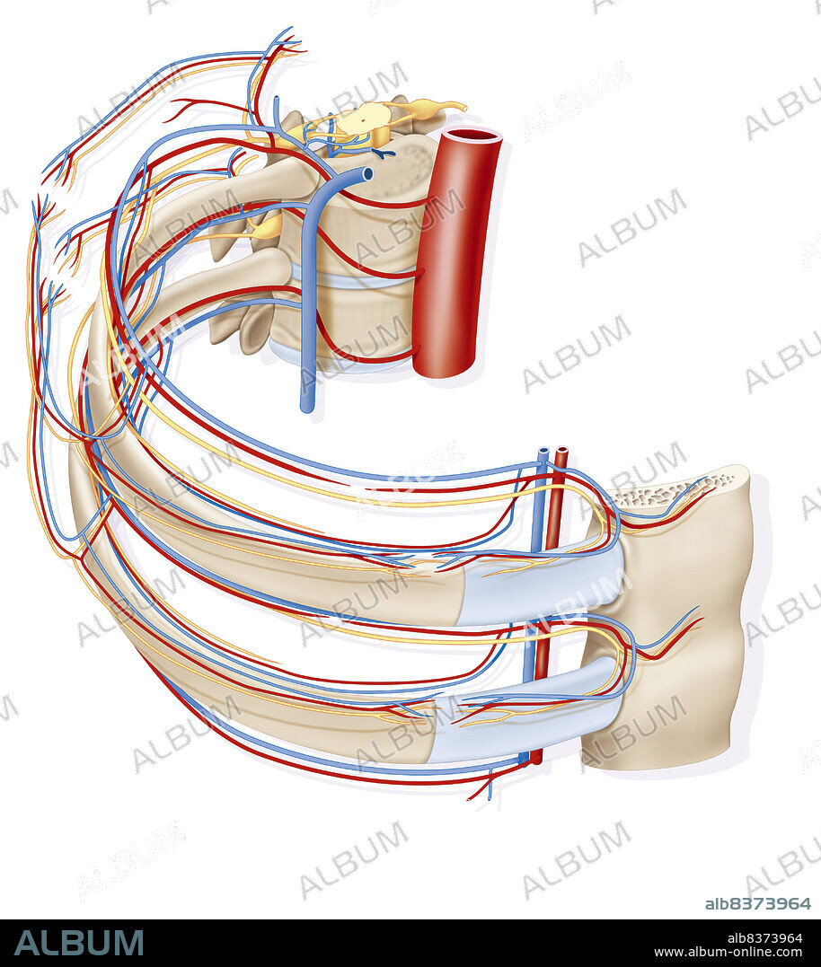 Intercostal spaces.. Representation of the intercostal space with the blood vessels and the nerves.. The intercostal arteries spring from the aorta, the intercostal veins of the azygos vein and the intercostal nerves of spinal ganglions of the spinal cord.
