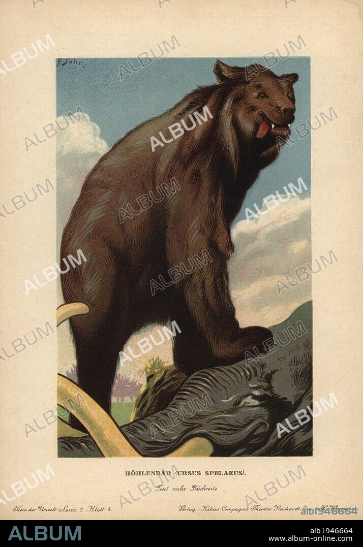 Cave bear, Ursus spelaeus, extinct species of bear from the Pleistocene, standing on a dead elephant. Colour printed (chromolithograph) illustration by F. John from "Tiere der Urwelt" Animals of the Prehistoric World, 1910, Hamburg. From a series of prehistoric creature cards published by the Reichardt Cocoa company.