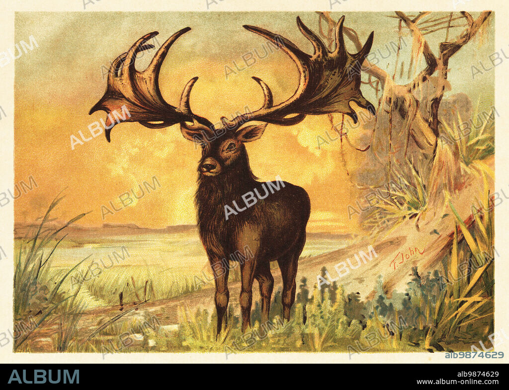 Irish Elk, Megaloceros giganteus, extinct species of giant deer from the Late Pleistocene. Riesenhirsch, Cervus eurycerus Aldrov. Colour printed illustration by F. John from Wilhelm Bolsches Tiere der Urwelt (Animals of the Prehistoric World), Reichardt Cocoa company, Hamburg, 1908.