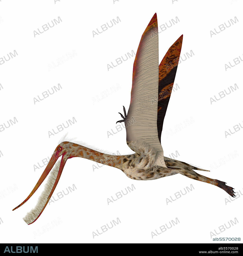 Pterodaustro flying with wings up. Pterodaustro was a carnivorous predatory bird that lived in South America during the Cretaceous Period.