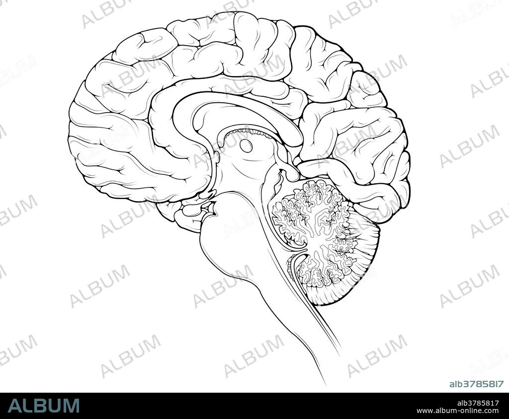 An illustrated midsagittal view of the brain.