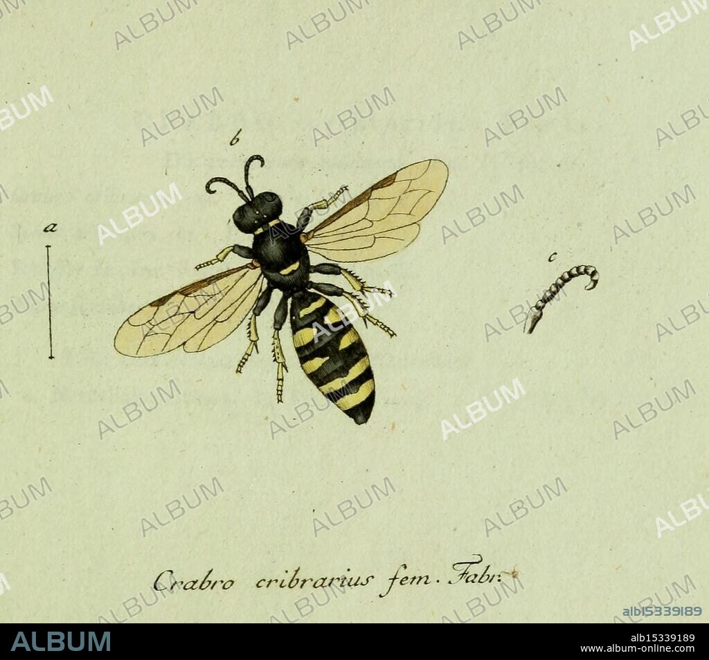 Favnae insectorvm Germanicae initia, oder, Deutschlands Insecten, Nürnberg, In den Felseckerschen Buchhandlung, 1796-1813, Germany, insects, pictorial works, dazzling diversity, Jacob Sturm.