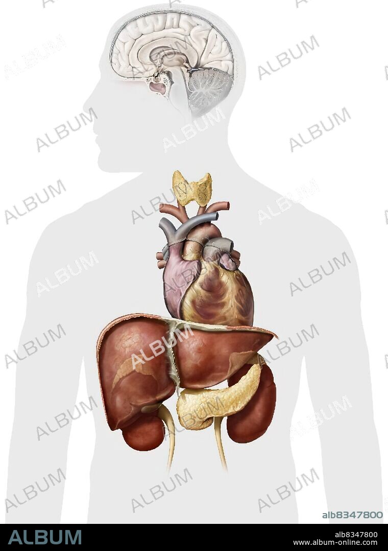 This image shows the adrenal gland, the heart, the hypothalamus, the kidney, the liver, the pancreas, the parathyroid gland, the pineal gland, the pituitary gland, and the thyroid gland.
