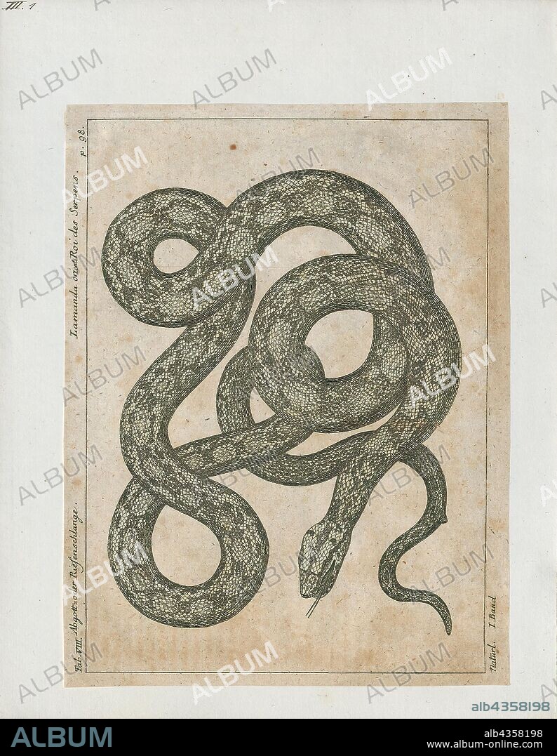 Boa constrictor, Print, The boa constrictor (Boa constrictor), also called the red-tailed boa or the common boa, is a species of large, non-venomous, heavy-bodied snake that is frequently kept and bred in captivity. The boa constrictor is a member of the family Boidae, found in tropical North, Central, and South America, as well as some islands in the Caribbean. A staple of private collections and public displays, its color pattern is highly variable yet distinctive. Nine subspecies are currently recognized, although some of these are controversial. This article focuses on the species Boa constrictor as a whole, and on the nominate subspecies B. c. constrictor., 1700-1880.