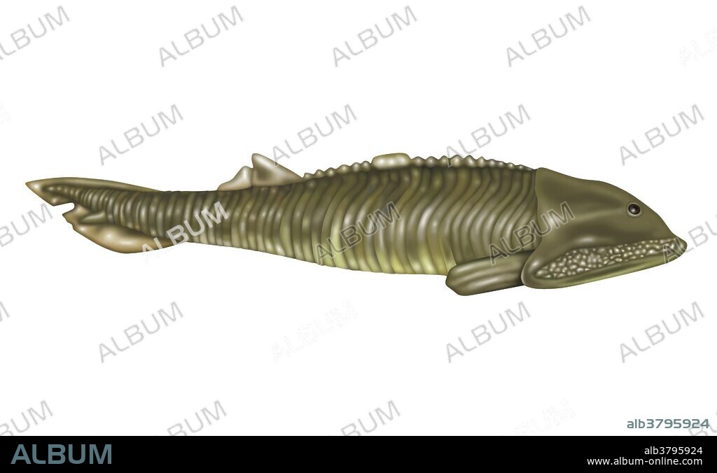 Hemicyclaspis is an extinct jawless fish from the Devonian Period.