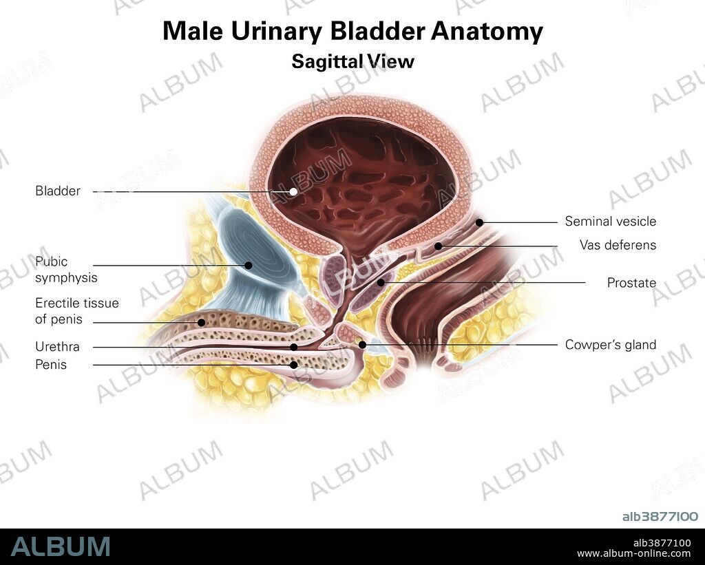 Sagittal view of male urinary bladder.