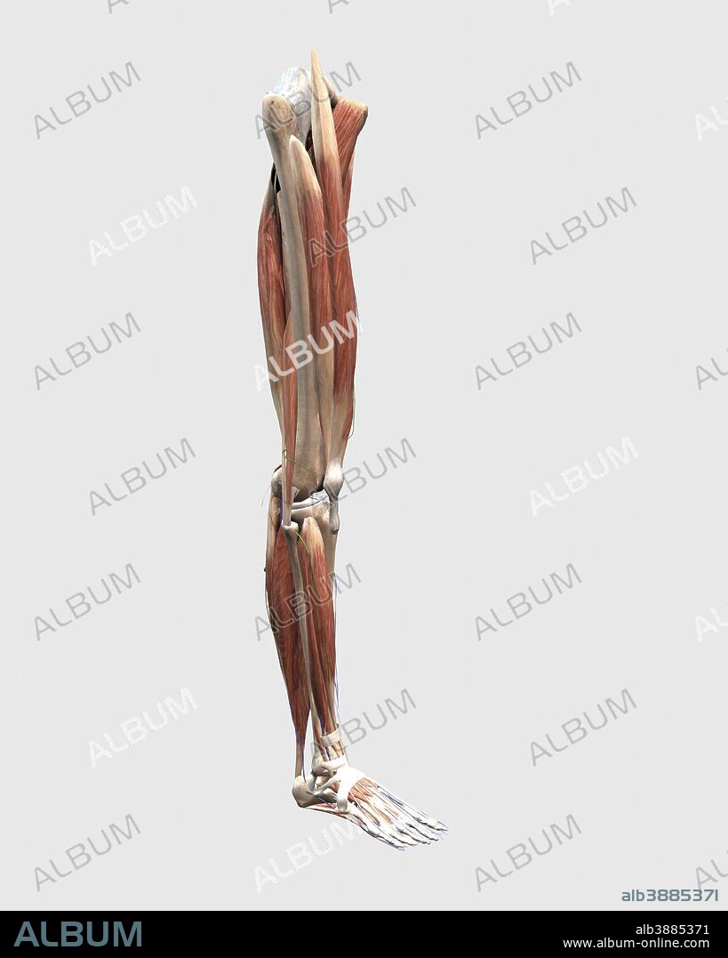 Medical illustration of human leg muscles, bones and joints.