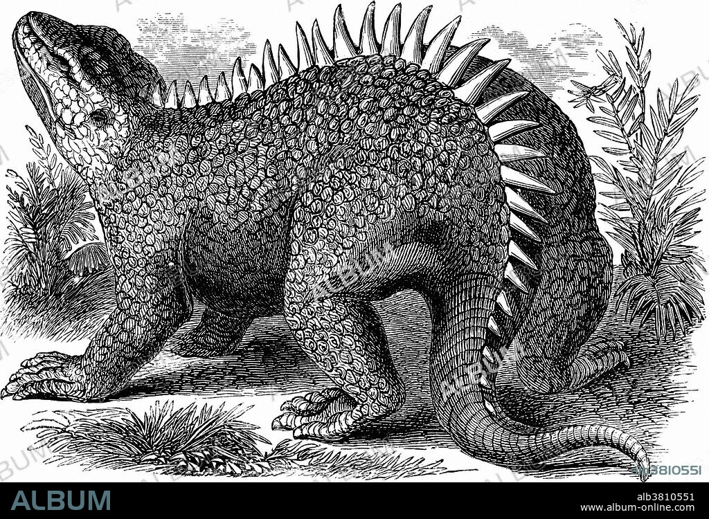 Hylaeosaurus (forest lizard) is the most obscure of the three animals used by Richard Owen to define Dinosauria, in 1842. The original specimen, recovered by Gideon Mantell in 1832, now resides in the Natural History Museum of London, where it is still encased in the limestone block in which it was found. Despite never having been prepared, it is still the best specimen that exists of this genus of primitive, armoured ankylosaurian dinosaur. Hylaeosaurus was an armoured, quadrupedal, plant-eating dinosaur from the early Cretaceous period, about 135-119 million years ago. It looked a lot like its more advanced relative Ankylosaurus, but didn't have the bony nodes at the end of its tail or horns on its head.