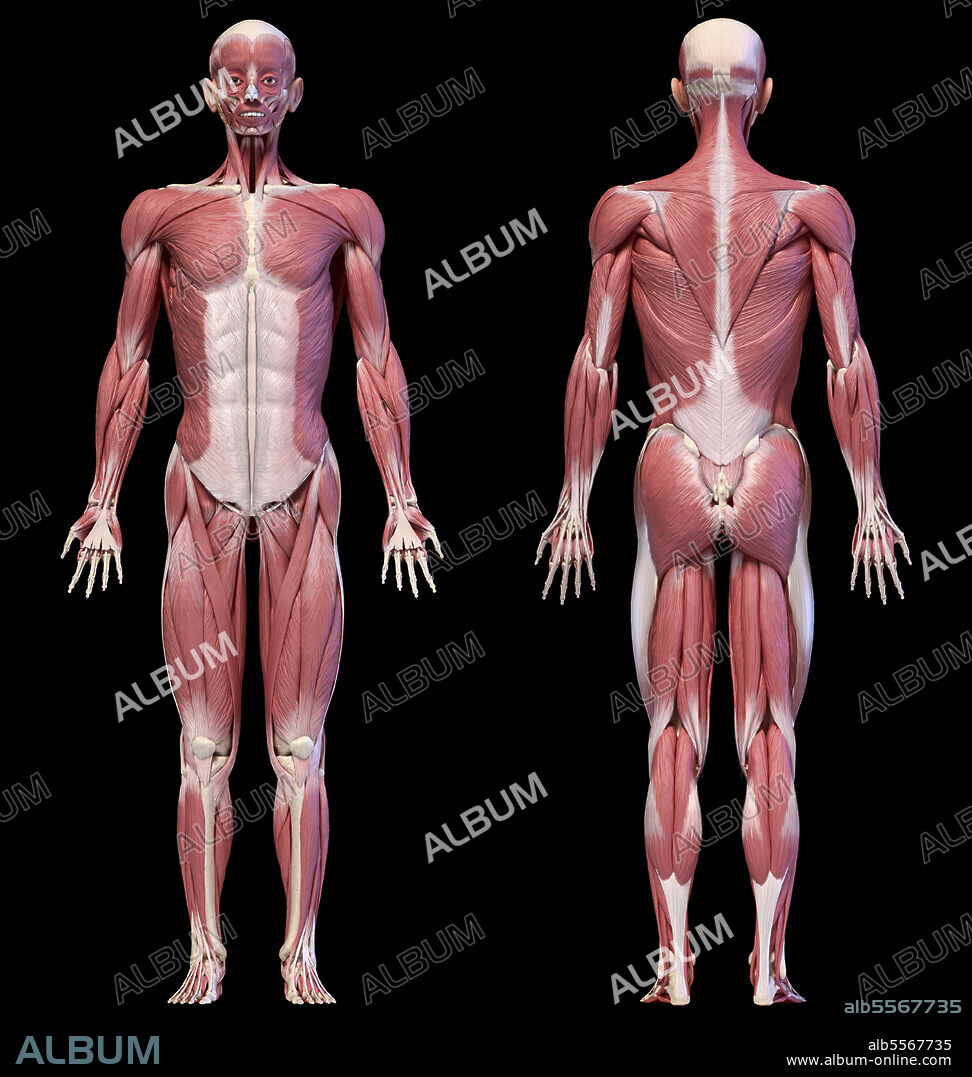 3D illustration of male muscular system, full body front and back views on black background.