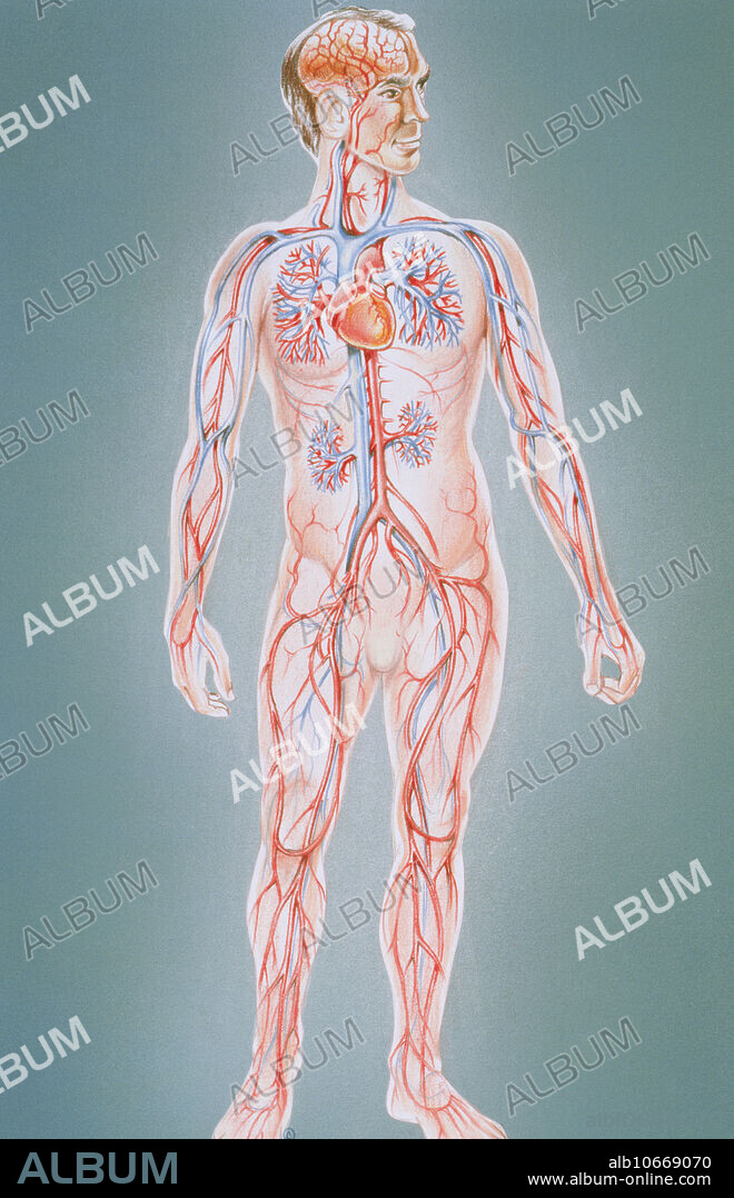 Blood circulation. Illustration of major blood vessels in the human body, shown in a standing figure. The heart is seen in the chest, with pulmonary blood vessels of the lungs on either side. In the abdomen are two networks of renal blood vessels feeding the kidneys; in the brain are cerebral blood vessels. Arteries (red) carry oxygen-rich blood from the heart to the body; veins (blue) return deoxygenated blood to the heart. The average adult has about five litres of blood. At rest this volume of blood passes through the heart and around the body each minute.