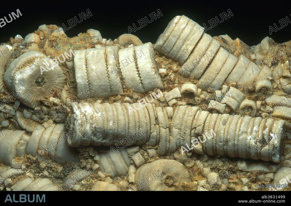 Fossil crinoid stems from the Mississippian Period, Kentucky. Maximum fossil dimension: 4 cm.