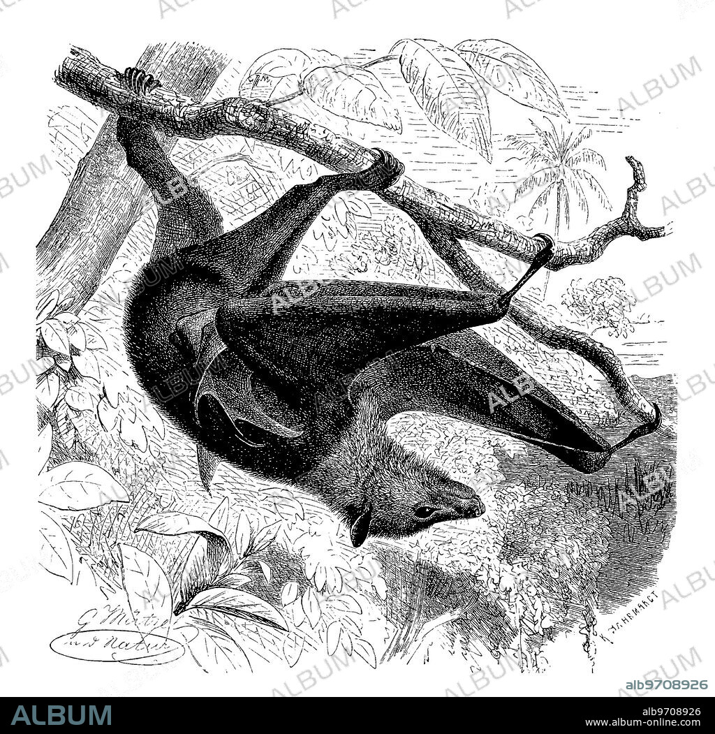 Black-eared flying fox, species Pteropus melanotus, is a bat of the family Pteropodidae, megabat, also known as Blyth's flying fox, digitally restored reproduction of an original 19th century artwork, exact original date unknown.