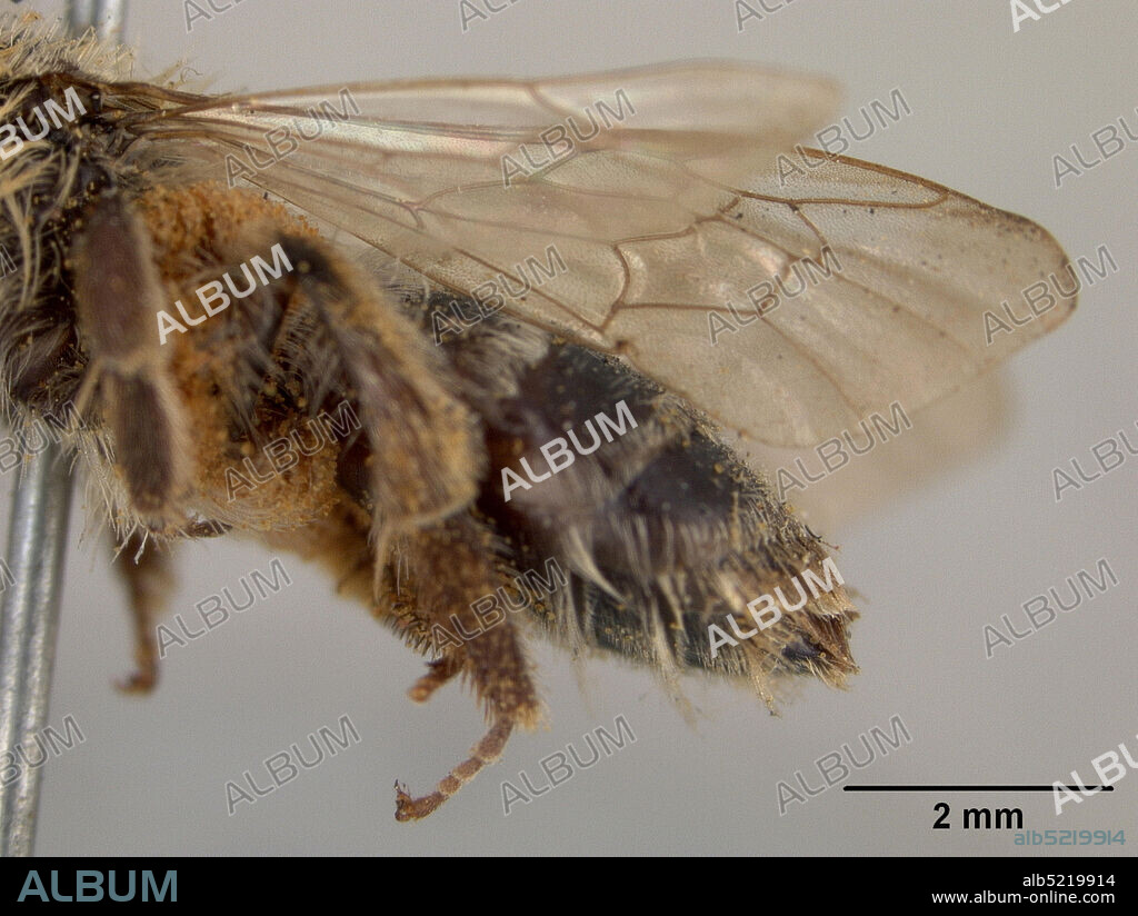 Pinned, Tularosa Creek, near Blazer's Mill, Otero, New Mexico, United States, Andrena apacheorum Cockerell, 1897, Animalia, Arthropoda, Insecta, Hymenoptera, Andrenidae.