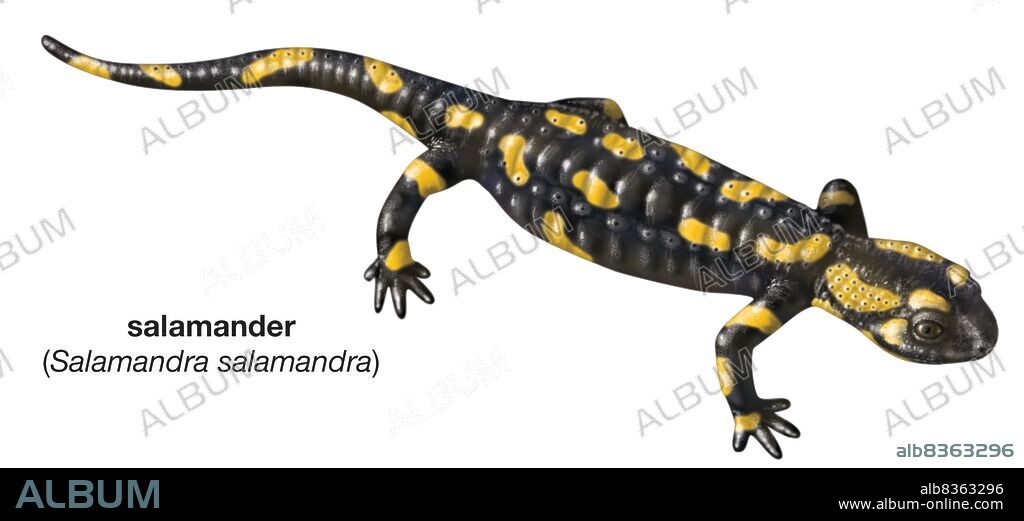 Common fire salamander (Salamandra salamandra).