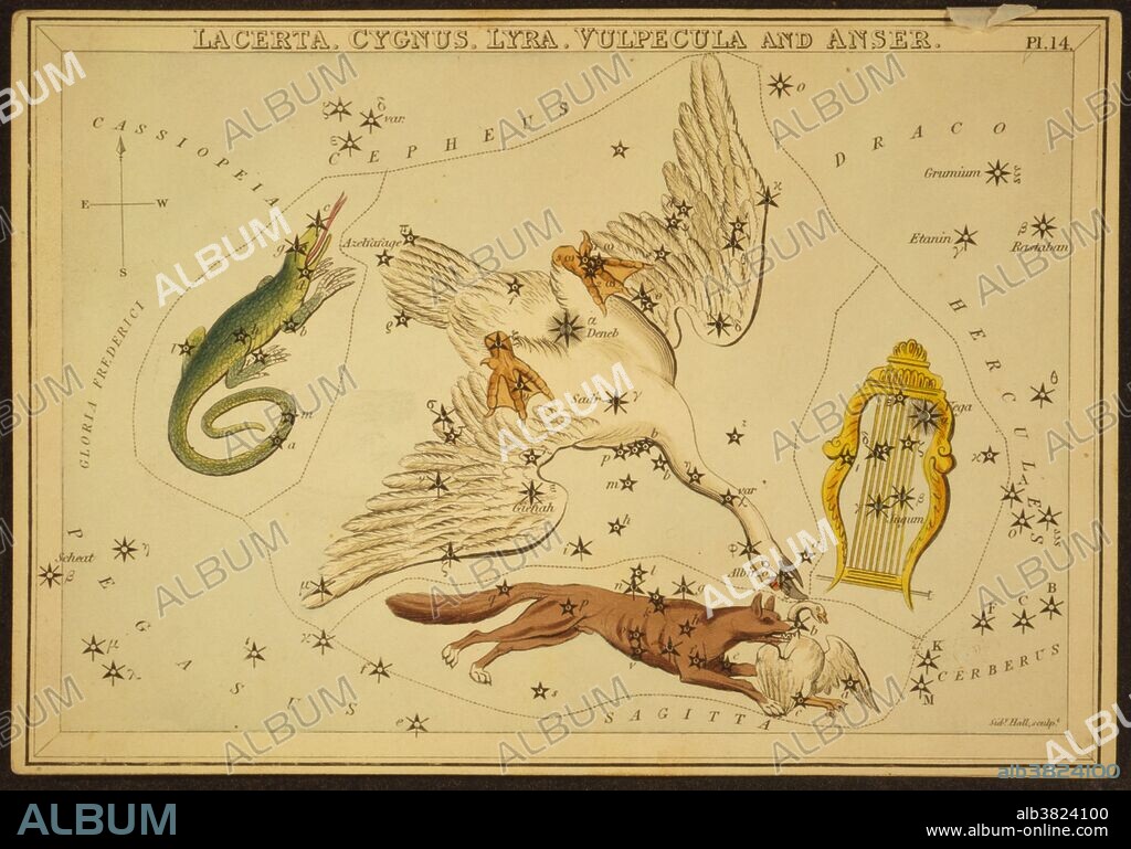 Astronomical chart showing a swan, a lyre, a lizard, and a fox killing a goose forming the constellations. Lyra is a small constellation. Its principal star, Vega, a corner of the Summer Triangle, is one of the brightest stars in the sky. Cygnus constellation, its name is the Latinized Hellenic (Greek) word for swan. One of the most recognizable constellations of the northern summer and autumn, it features a prominent asterism known as the Northern Cross. Lacerta is a small, faint constellation, created in 1687 by the astronomer Johannes Hevelius. Its brightest stars form a W shape similar to that of Cassiopeia, and it is thus sometimes referred to as Little Cassiopeia. Vulpecula is a faint constellation. Its name is Latin for little fox, although it is commonly known simply as the fox. It was identified in the 17th century, and is located in the middle of the Summer Triangle. Alpha Vulpeculae is the brightest star in the constellation Vulpecula. It has a traditional name, variously represented as Lukida, Lucida Anseris, or Anser, a tradition kept from when the constellation had the name Vulpecula et Anser 'the fox and the goose.