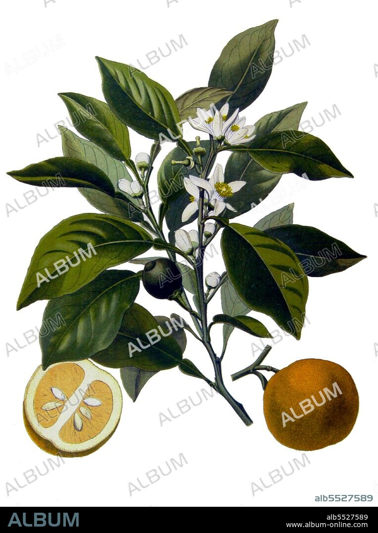 Bitter orange, Seville orange, sour orange, bigarade orange, or marmalade orange refers to a citrus tree (Citrus aurantium) and its fruit. It is hybrid between Citrus maxima (pomelo) and Citrus reticulata (mandarin). Many varieties of bitter orange are used for their essential oil, which is used in perfume, as a flavoring and as a solvent. The Seville orange variety is used in the production of marmalade. Bitter orange is also employed in herbal medicine as a stimulant and appetite suppressant, due to its active ingredient, synephrine. Bitter orange supplements have been linked to a number of serious side effects and deaths, and consumer groups advocate avoiding medicinal use of the fruit.