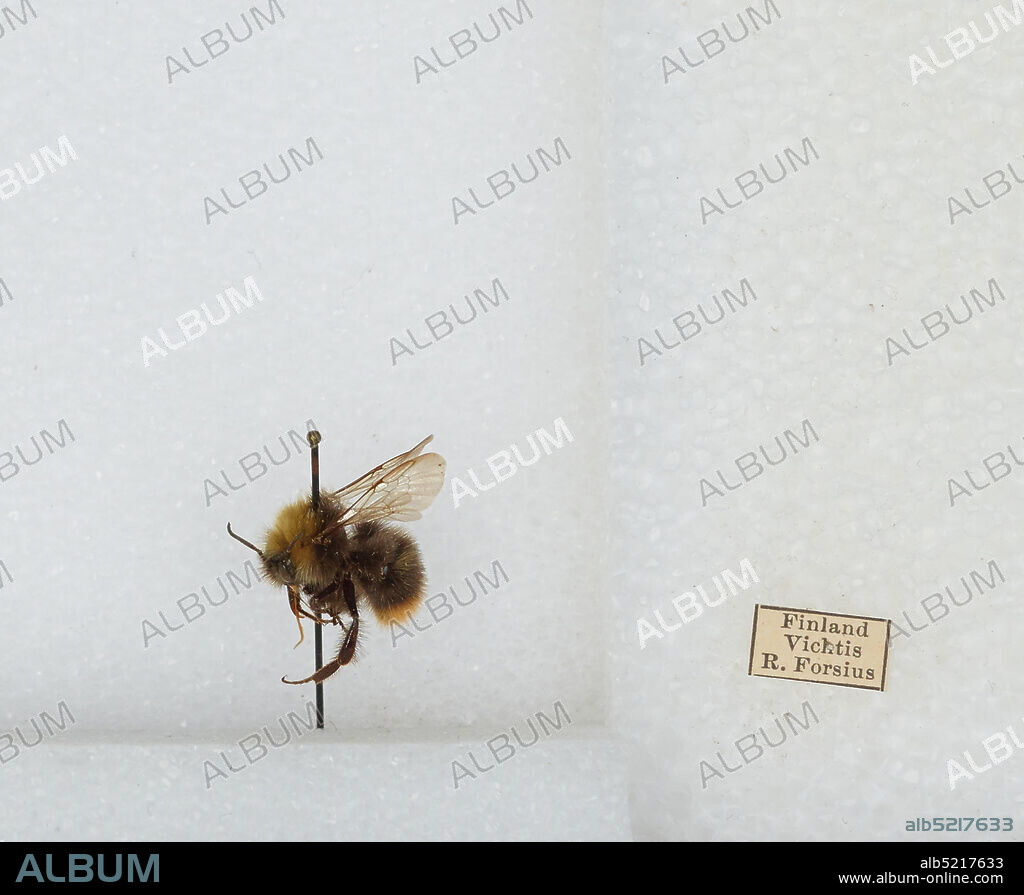 Vihti, Helsinki sub-region, Uusimaa, Finland, Bombus (Pyrobombus) pratorum (Linnaeus), Animalia, Arthropoda, Insecta, Hymenoptera, Apidae, Apinae.