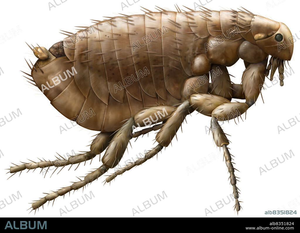 Extremely small, wingless leaping insect, a parasite of certain mammals, birds and humans; it stings them to feed off their blood.