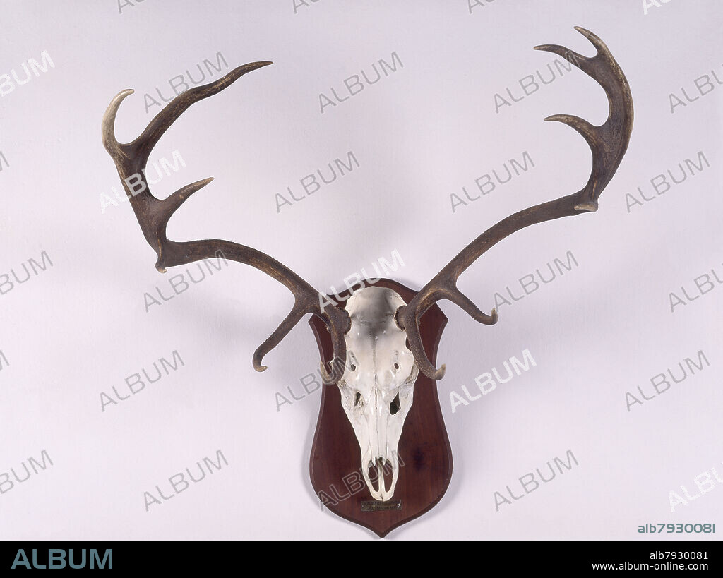 TROFEO-FRONTAL DE VENADO-MONTERIA DE EL PARDO-3 Y 5/2/1911-DEGENERADO.