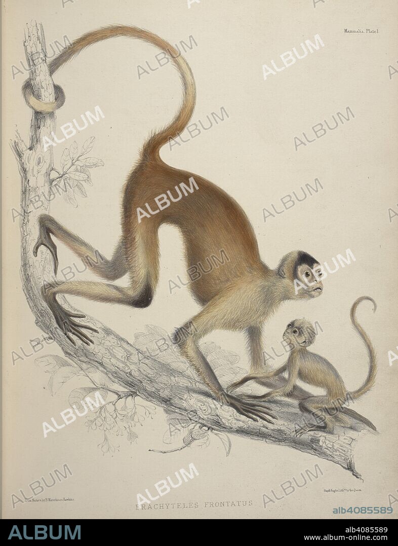 RICHARD BRINSLEY HINDS and WATERHOUSE HAWKINS. Brachyteles Frontatus. woolly spider monkey. The Zoology of the voyage of H.M.S. Sulphur under the command of Captain Sir E. Belcher. (Mammalia, by J. E. Gray. Birds, by J. Gould. Fish, by J. Richardson. Shells, by R. B. Hinds.) Edited ... by R. B. Hinds, etc. London, 1843-45. Source: 1255.k.5 plate 1. Language: French.