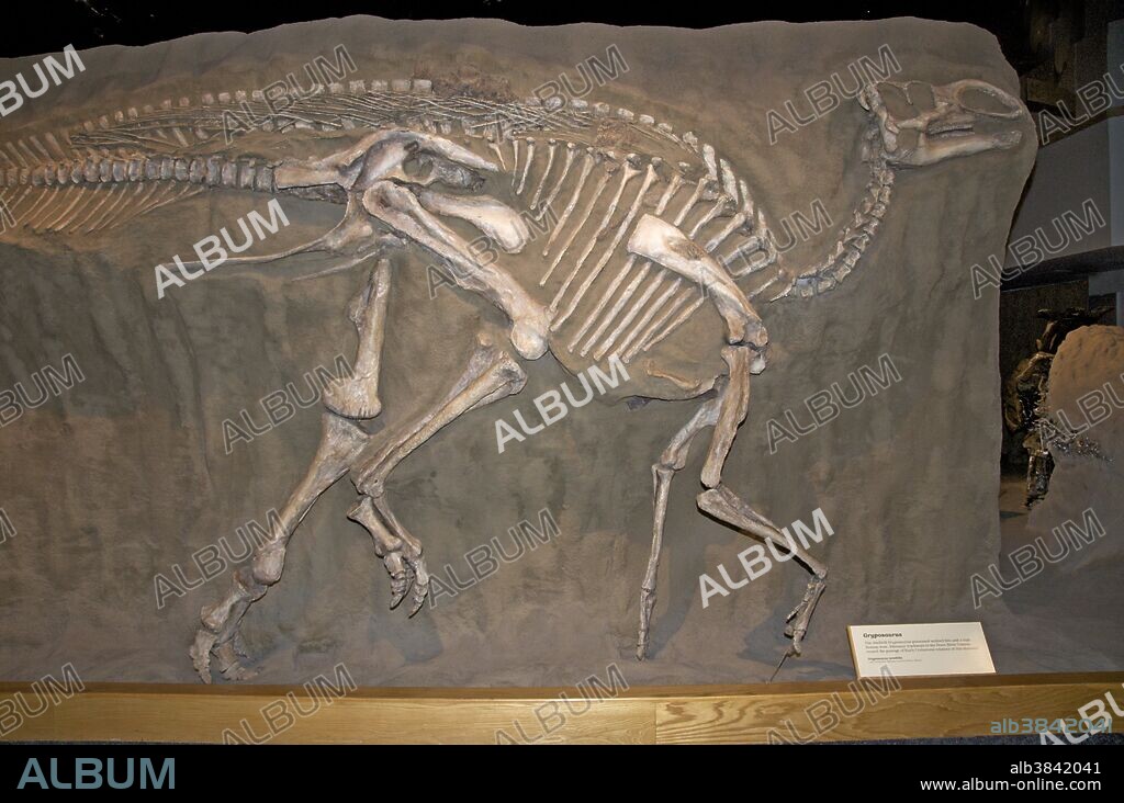 Skeleton of duckbill Gryposaurus (Gryposaurus notabilis) from the Cretaceous Period, found in Dinosaur Provincial Park, Alberta, Canada, on display at the Royal Tyrrell Museum in Drumheller.