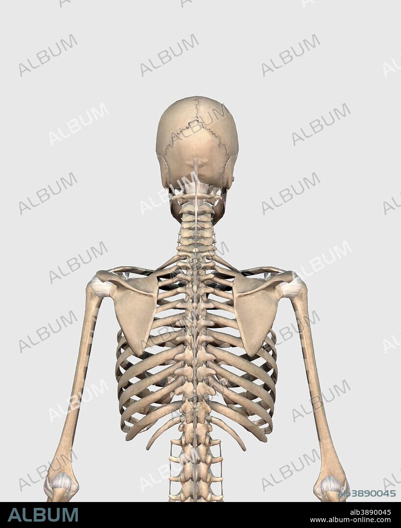 Rear view of human skeletal system showing upper back.
