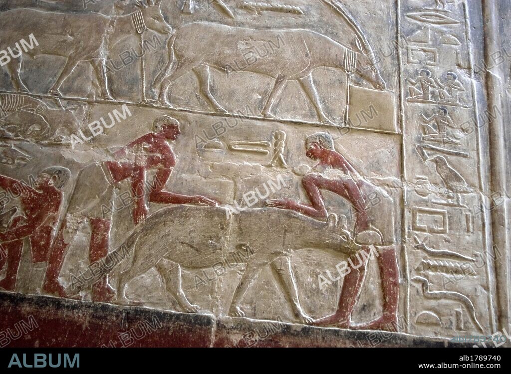 ARTE EGIPCIO. EGIPTO. MASTABA DE MERERUKA o MERI (MERA). Tumba familiar de un alto funcionario de la VI DINASTIA del IMPERIO ANTIGUO. Con una única entrada el interior de sus paredes se encuentran ricamente decoradas con RELIEVES menfitas, muchos de ellos, con restos policromados. Relieve con la representación de la captura de una hiena. NECROPOLIS DE SAKKARA.
