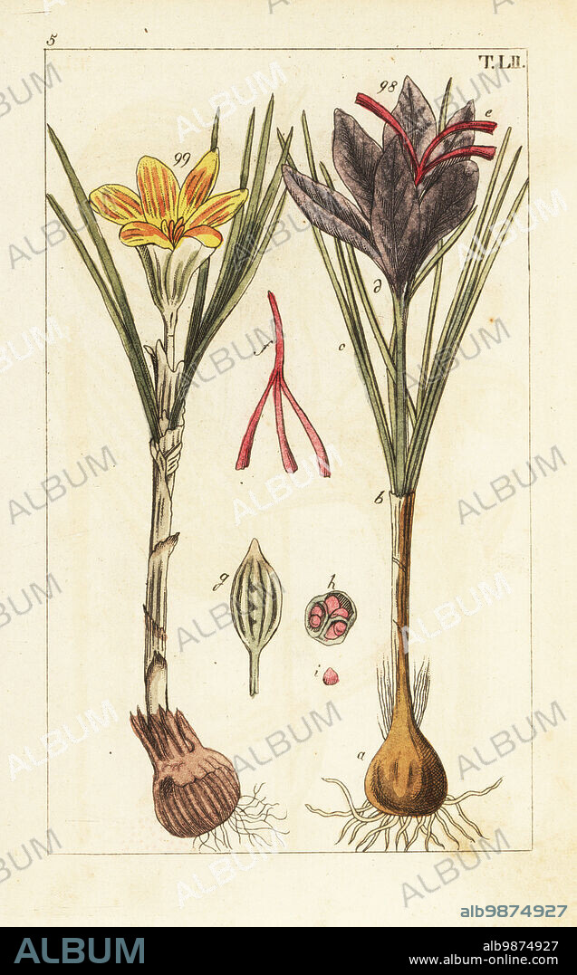 Saffron crocus, yellow and purple flowers, scarlet stigma, Crocus sativus (Crocus sativa). Handcolored copperplate engraving of a botanical illustration from Gottlieb Tobias Wilhelm's Unterhaltungen aus der Naturgeschichte (Encyclopedia of Natural History), Vienna, 1816.