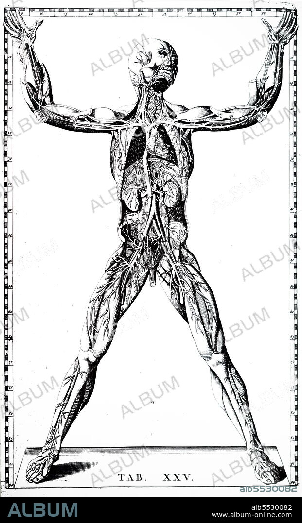 The ancient Greek statue of Hercules and Antaeus wrestling, drawn to show the top layer of muscles. From William Cheselden The Anatomy of the Human Body, London, 1715.