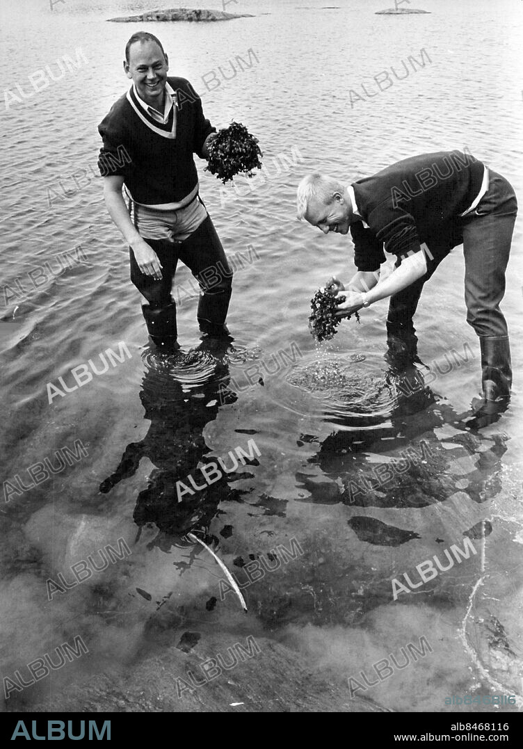 Askö 1962-08-07. Askölaboratoriet på Askö i Trosa skärgård.. Fil. lic. Bengt-Owe Jansson och fil. kand. Björn Ganning plockar upp blåstångruskor. . Foto: SvD / TT / kod 12014.