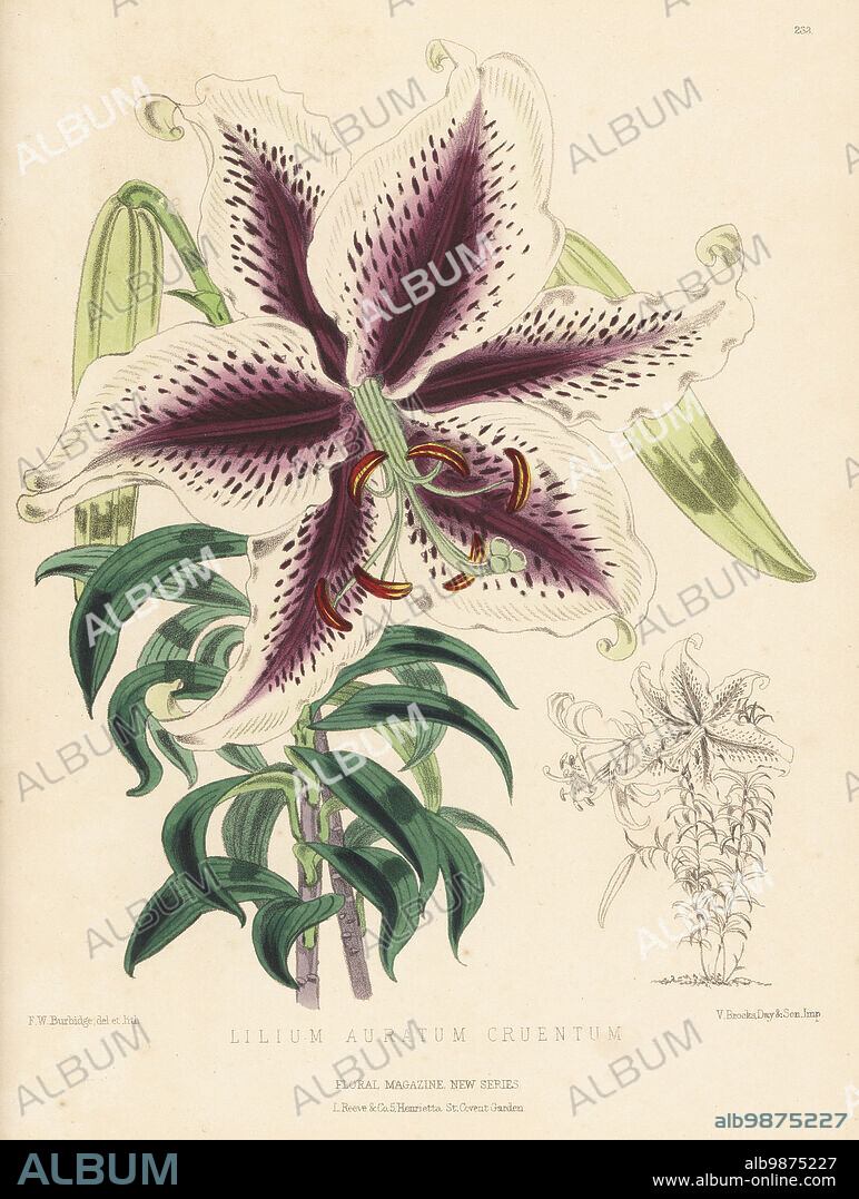 Lilium auratum (Golden-Rayed Lily)