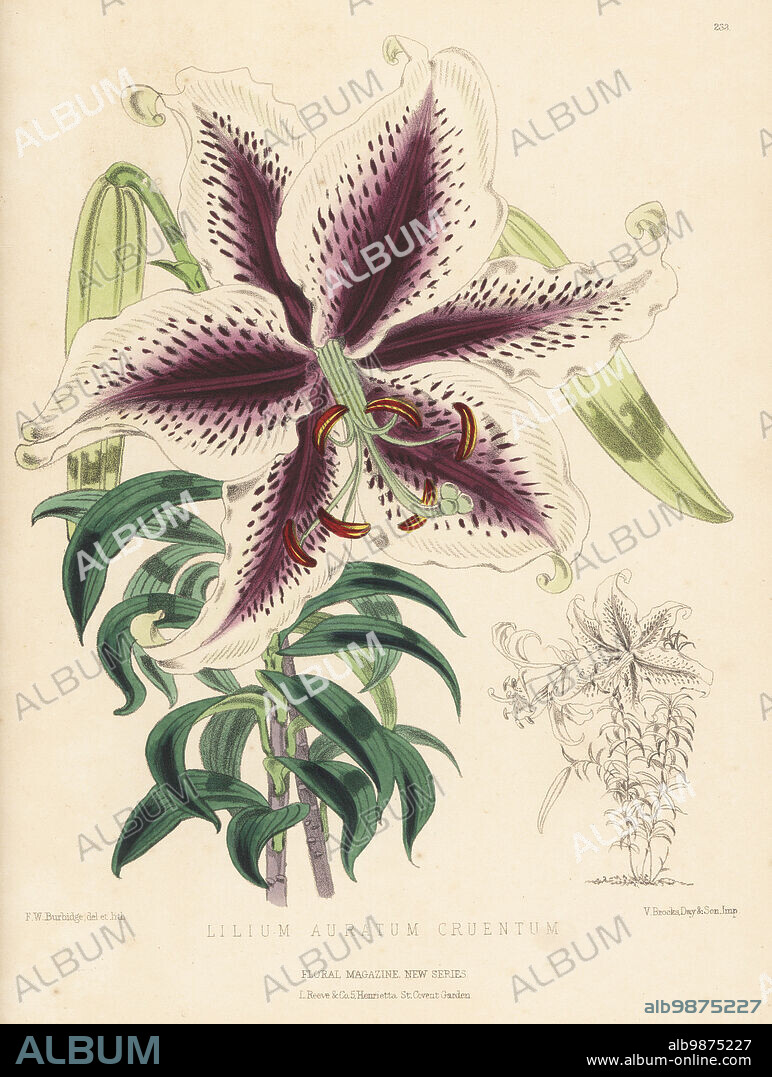 Variety of golden-rayed lily, goldband lily or yamayuri, Lilium auratum, native to Japan. Raised by William Bull, King's Road, Chelsea. As Lilium aurantum cruentum. Handcolored botanical illustration drawn and lithographed by Frederick William Burbidge from Henry Honywood Dombrain's Floral Magazine, New Series, Volume 5, L. Reeve, London, 1876. Lithograph printed by Vincent Brooks, Day & Son.