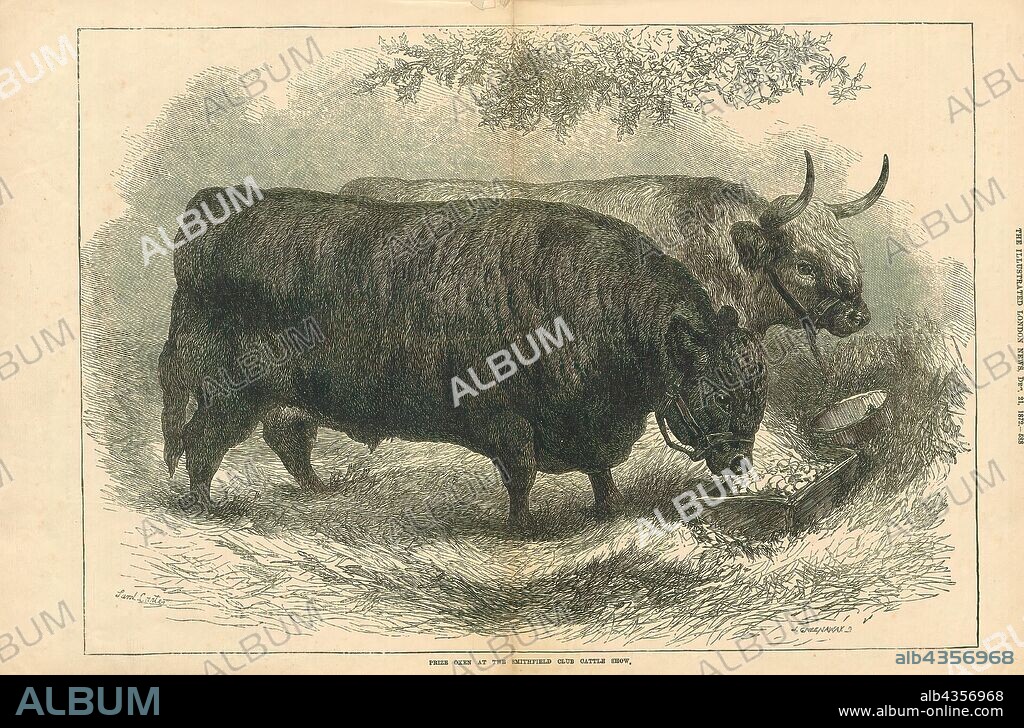 Bos domesticus, Print, Bos is the genus of wild and domestic cattle. Bos can be divided into four subgenera: Bos, Bibos, Novibos, and Poephagus, but these divisions are controversial. The genus has five extant species. However, this may rise to seven if the domesticated varieties are counted as separate species, and nine if the closely related genus Bison is also included. Most modern breeds of domesticated cattle are believed to have originated from the extinct aurochs., 1872.