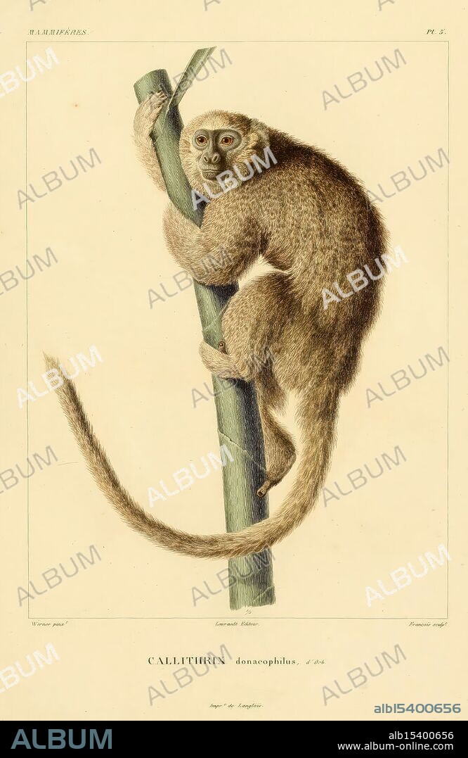 Voyage dans l'Amerique Meridionale. Paris, Pitois-Levrault, 1835-1847. South America, Description and Travel,, A detailed illustration of a Callithrix donacophilus, commonly known as a type of marmoset, clinging to a bamboo pole. The creature is depicted in a playful pose, with its furry body wrapped around the bamboo and its tail curled around it. Its expressive eyes and prominent ears convey a sense of curiosity and alertness. The texture of its fur is finely rendered, showcasing shades of brown and cream. The illustration captures the essence of this small primate, emphasizing its lively character and the natural environment it inhabits. The scientific name is prominently featured, indicating the species classification.