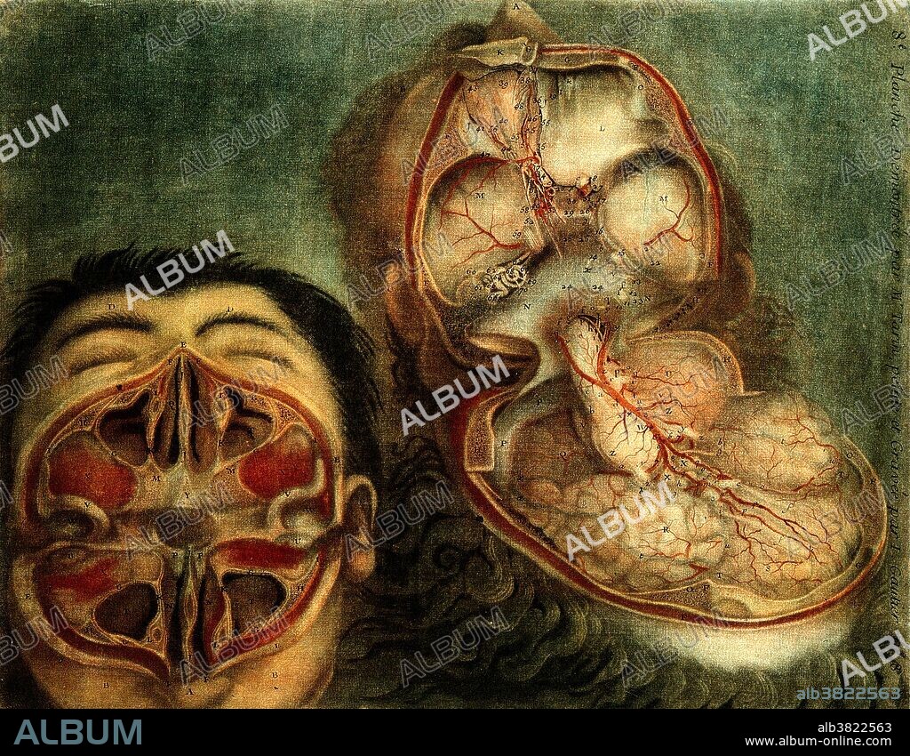 Dissection of the face and brain, drawn by Jacques Fabien Gautier d'Agoty from dissections by Joseph Duverney and Pierre Tarin. Colored mezzotint, 1748. Gautier d'Agoty (1716-1785) was a French anatomist, painter and printmaker. A member of the Academie des Sciences, Arts et Belles-Lettres de Dijon, he teamed with the physician and anatomist Duverney to produce anatomical albums.